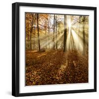 Sunrays and Morning Fog, Deciduous Forest in Autumn, Ziegelroda Forest, Saxony-Anhalt, Germany-Andreas Vitting-Framed Photographic Print