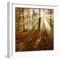 Sunrays and Morning Fog, Deciduous Forest in Autumn, Ziegelroda Forest, Saxony-Anhalt, Germany-Andreas Vitting-Framed Photographic Print