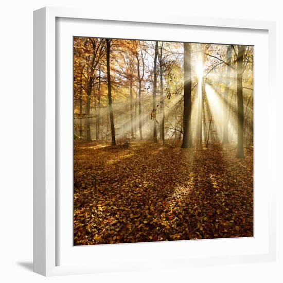 Sunrays and Morning Fog, Deciduous Forest in Autumn, Ziegelroda Forest, Saxony-Anhalt, Germany-Andreas Vitting-Framed Photographic Print