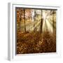 Sunrays and Morning Fog, Deciduous Forest in Autumn, Ziegelroda Forest, Saxony-Anhalt, Germany-Andreas Vitting-Framed Photographic Print