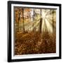 Sunrays and Morning Fog, Deciduous Forest in Autumn, Ziegelroda Forest, Saxony-Anhalt, Germany-Andreas Vitting-Framed Photographic Print