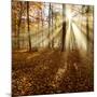 Sunrays and Morning Fog, Deciduous Forest in Autumn, Ziegelroda Forest, Saxony-Anhalt, Germany-Andreas Vitting-Mounted Photographic Print