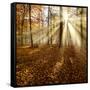 Sunrays and Morning Fog, Deciduous Forest in Autumn, Ziegelroda Forest, Saxony-Anhalt, Germany-Andreas Vitting-Framed Stretched Canvas