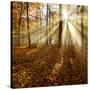 Sunrays and Morning Fog, Deciduous Forest in Autumn, Ziegelroda Forest, Saxony-Anhalt, Germany-Andreas Vitting-Stretched Canvas