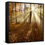 Sunrays and Morning Fog, Deciduous Forest in Autumn, Ziegelroda Forest, Saxony-Anhalt, Germany-Andreas Vitting-Framed Stretched Canvas