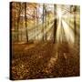 Sunrays and Morning Fog, Deciduous Forest in Autumn, Ziegelroda Forest, Saxony-Anhalt, Germany-Andreas Vitting-Stretched Canvas