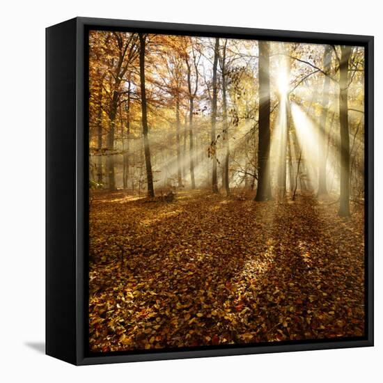 Sunrays and Morning Fog, Deciduous Forest in Autumn, Ziegelroda Forest, Saxony-Anhalt, Germany-Andreas Vitting-Framed Stretched Canvas