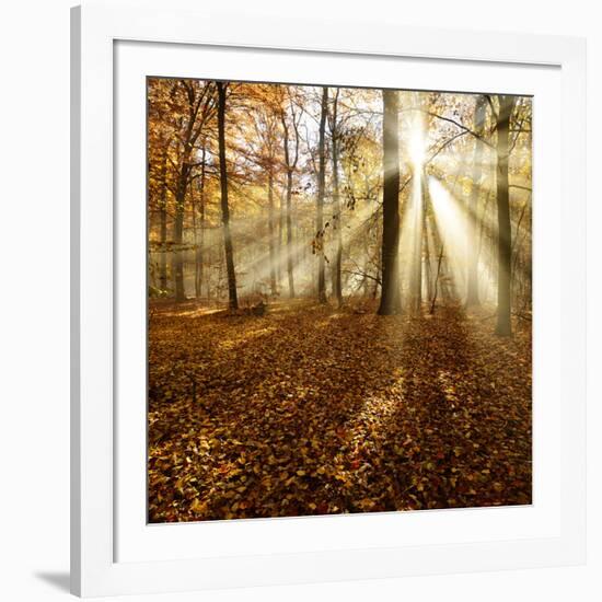 Sunrays and Morning Fog, Deciduous Forest in Autumn, Ziegelroda Forest, Saxony-Anhalt, Germany-Andreas Vitting-Framed Photographic Print