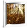 Sunrays and Morning Fog, Deciduous Forest in Autumn, Ziegelroda Forest, Saxony-Anhalt, Germany-Andreas Vitting-Framed Photographic Print