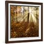 Sunrays and Morning Fog, Deciduous Forest in Autumn, Ziegelroda Forest, Saxony-Anhalt, Germany-Andreas Vitting-Framed Photographic Print