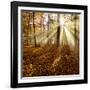 Sunrays and Morning Fog, Deciduous Forest in Autumn, Ziegelroda Forest, Saxony-Anhalt, Germany-Andreas Vitting-Framed Photographic Print