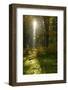 Sunrays and Morning Fog, Mixed Forest in Autumn, Harz, Near Allrode, Saxony-Anhalt, Germany-Andreas Vitting-Framed Photographic Print