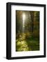 Sunrays and Morning Fog, Mixed Forest in Autumn, Harz, Near Allrode, Saxony-Anhalt, Germany-Andreas Vitting-Framed Photographic Print