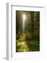 Sunrays and Morning Fog, Mixed Forest in Autumn, Harz, Near Allrode, Saxony-Anhalt, Germany-Andreas Vitting-Framed Photographic Print