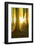 Sunrays in the Near-Natural Beech Forest after Shower, Stubnitz, Island RŸgen-Andreas Vitting-Framed Photographic Print