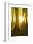 Sunrays in the Near-Natural Beech Forest after Shower, Stubnitz, Island RŸgen-Andreas Vitting-Framed Photographic Print