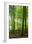 Sunrays in the Near-Natural Beech Forest, Stubnitz, Island R?gen-Andreas Vitting-Framed Photographic Print