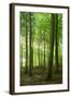 Sunrays in the Near-Natural Beech Forest, Stubnitz, Island R?gen-Andreas Vitting-Framed Photographic Print