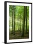 Sunrays in the Near-Natural Beech Forest, Stubnitz, Island R?gen-Andreas Vitting-Framed Photographic Print