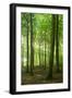 Sunrays in the Near-Natural Beech Forest, Stubnitz, Island R?gen-Andreas Vitting-Framed Photographic Print