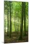 Sunrays in the Near-Natural Beech Forest, Stubnitz, Island R?gen-Andreas Vitting-Mounted Photographic Print
