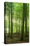 Sunrays in the Near-Natural Beech Forest, Stubnitz, Island R?gen-Andreas Vitting-Stretched Canvas