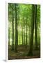 Sunrays in the Near-Natural Beech Forest, Stubnitz, Island R?gen-Andreas Vitting-Framed Photographic Print