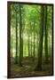 Sunrays in the Near-Natural Beech Forest, Stubnitz, Island R?gen-Andreas Vitting-Framed Photographic Print