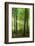 Sunrays in the Near-Natural Beech Forest, Stubnitz, Island R?gen-Andreas Vitting-Framed Photographic Print