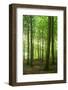 Sunrays in the Near-Natural Beech Forest, Stubnitz, Island R?gen-Andreas Vitting-Framed Photographic Print
