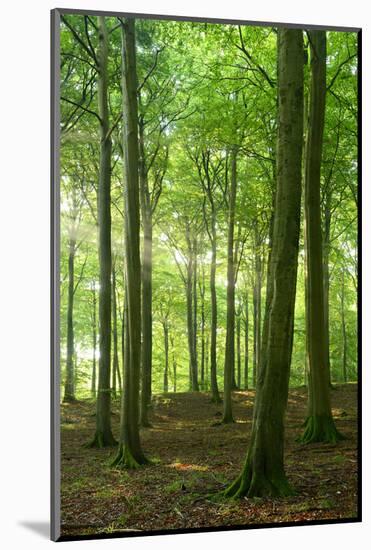 Sunrays in the Near-Natural Beech Forest, Stubnitz, Island R?gen-Andreas Vitting-Mounted Photographic Print