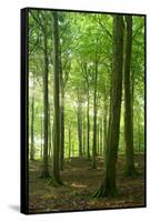 Sunrays in the Near-Natural Beech Forest, Stubnitz, Island R?gen-Andreas Vitting-Framed Stretched Canvas