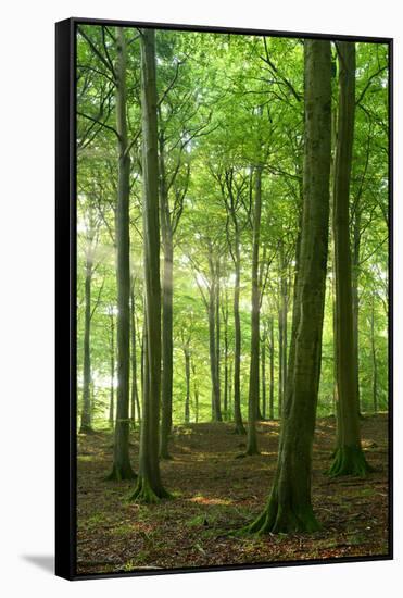 Sunrays in the Near-Natural Beech Forest, Stubnitz, Island R?gen-Andreas Vitting-Framed Stretched Canvas