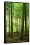 Sunrays in the Near-Natural Beech Forest, Stubnitz, Island R?gen-Andreas Vitting-Framed Stretched Canvas