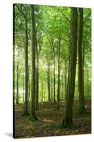 Sunrays in the Near-Natural Beech Forest, Stubnitz, Island R?gen-Andreas Vitting-Stretched Canvas