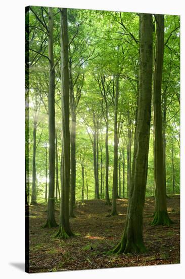 Sunrays in the Near-Natural Beech Forest, Stubnitz, Island R?gen-Andreas Vitting-Stretched Canvas