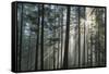 Sunrays Shining Through Fogged Out Forest-Mawpix-Framed Stretched Canvas