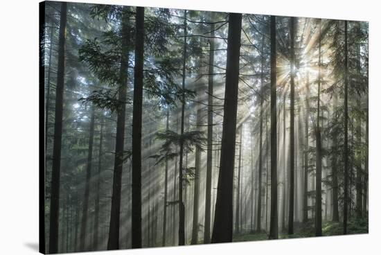 Sunrays Shining Through Fogged Out Forest-Mawpix-Stretched Canvas