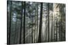 Sunrays Shining Through Fogged Out Forest-Mawpix-Stretched Canvas