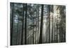 Sunrays Shining Through Fogged Out Forest-Mawpix-Framed Photographic Print