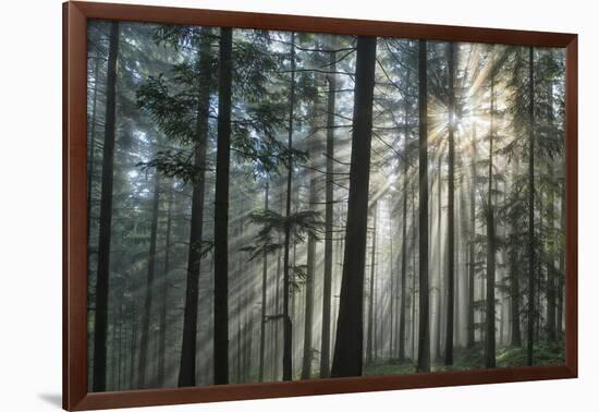 Sunrays Shining Through Fogged Out Forest-Mawpix-Framed Photographic Print