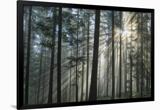 Sunrays Shining Through Fogged Out Forest-Mawpix-Framed Photographic Print