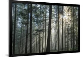 Sunrays Shining Through Fogged Out Forest-Mawpix-Framed Photographic Print