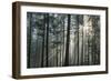 Sunrays Shining Through Fogged Out Forest-Mawpix-Framed Premium Photographic Print