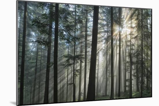 Sunrays Shining Through Fogged Out Forest-Mawpix-Mounted Premium Photographic Print