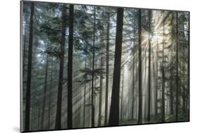 Sunrays Shining Through Fogged Out Forest-Mawpix-Mounted Premium Photographic Print