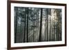 Sunrays Shining Through Fogged Out Forest-Mawpix-Framed Photographic Print
