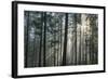 Sunrays Shining Through Fogged Out Forest-Mawpix-Framed Photographic Print