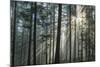 Sunrays Shining Through Fogged Out Forest-Mawpix-Mounted Photographic Print