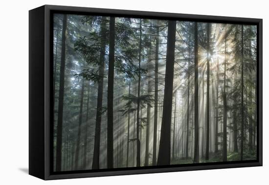 Sunrays Shining Through Fogged Out Forest-Mawpix-Framed Stretched Canvas